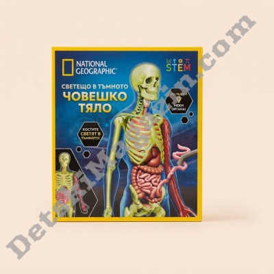 Модел на светещо човешко тяло National Geographic